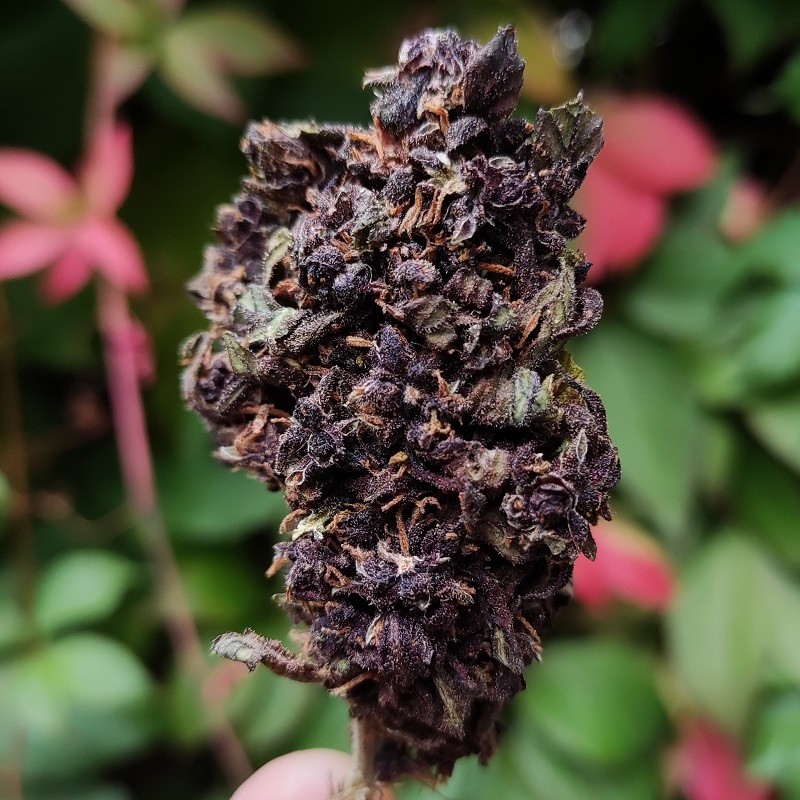 cbd toulouse purple og fleur cbd toulouse express