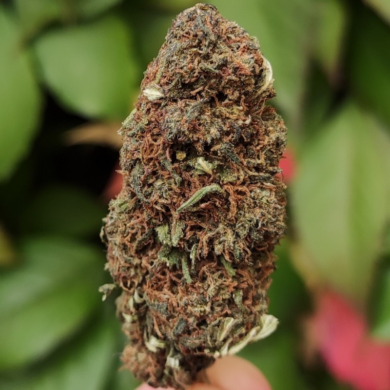 cbd toulouse caramel candy fleur cbd toulouse